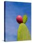 Cactus in the Desert, Peru-Keren Su-Stretched Canvas