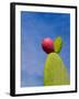 Cactus in the Desert, Peru-Keren Su-Framed Photographic Print