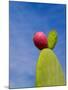 Cactus in the Desert, Peru-Keren Su-Mounted Photographic Print