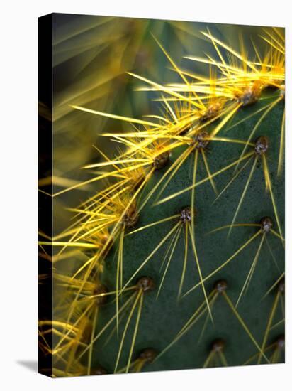 Cactus, Joshua Tree National Park, California, USA-Janell Davidson-Stretched Canvas