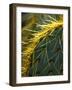 Cactus, Joshua Tree National Park, California, USA-Janell Davidson-Framed Photographic Print