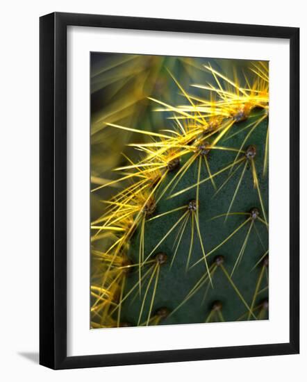 Cactus, Joshua Tree National Park, California, USA-Janell Davidson-Framed Photographic Print