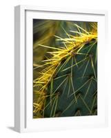 Cactus, Joshua Tree National Park, California, USA-Janell Davidson-Framed Photographic Print