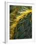 Cactus, Joshua Tree National Park, California, USA-Janell Davidson-Framed Photographic Print