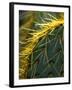 Cactus, Joshua Tree National Park, California, USA-Janell Davidson-Framed Photographic Print