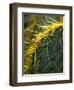 Cactus, Joshua Tree National Park, California, USA-Janell Davidson-Framed Premium Photographic Print