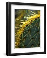 Cactus, Joshua Tree National Park, California, USA-Janell Davidson-Framed Premium Photographic Print