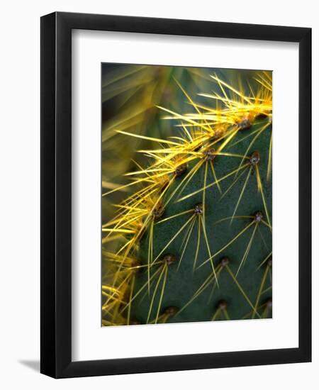 Cactus, Joshua Tree National Park, California, USA-Janell Davidson-Framed Premium Photographic Print