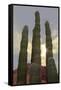 Cactus landscape. Angel de la Guarda Island. Baja California, Sea of Cortez, Mexico.-Tom Norring-Framed Stretched Canvas