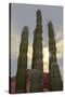 Cactus landscape. Angel de la Guarda Island. Baja California, Sea of Cortez, Mexico.-Tom Norring-Stretched Canvas