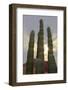 Cactus landscape. Angel de la Guarda Island. Baja California, Sea of Cortez, Mexico.-Tom Norring-Framed Photographic Print