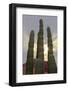 Cactus landscape. Angel de la Guarda Island. Baja California, Sea of Cortez, Mexico.-Tom Norring-Framed Photographic Print