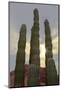 Cactus landscape. Angel de la Guarda Island. Baja California, Sea of Cortez, Mexico.-Tom Norring-Mounted Photographic Print