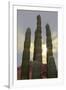 Cactus landscape. Angel de la Guarda Island. Baja California, Sea of Cortez, Mexico.-Tom Norring-Framed Photographic Print