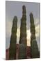 Cactus landscape. Angel de la Guarda Island. Baja California, Sea of Cortez, Mexico.-Tom Norring-Mounted Photographic Print