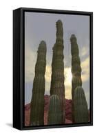 Cactus landscape. Angel de la Guarda Island. Baja California, Sea of Cortez, Mexico.-Tom Norring-Framed Stretched Canvas