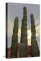 Cactus landscape. Angel de la Guarda Island. Baja California, Sea of Cortez, Mexico.-Tom Norring-Stretched Canvas