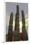 Cactus landscape. Angel de la Guarda Island. Baja California, Sea of Cortez, Mexico.-Tom Norring-Framed Photographic Print