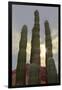 Cactus landscape. Angel de la Guarda Island. Baja California, Sea of Cortez, Mexico.-Tom Norring-Framed Photographic Print