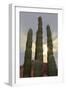 Cactus landscape. Angel de la Guarda Island. Baja California, Sea of Cortez, Mexico.-Tom Norring-Framed Photographic Print