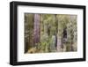 Cactus landscape. Angel de la Guarda Island. Baja California, Sea of Cortez, Mexico.-Tom Norring-Framed Photographic Print