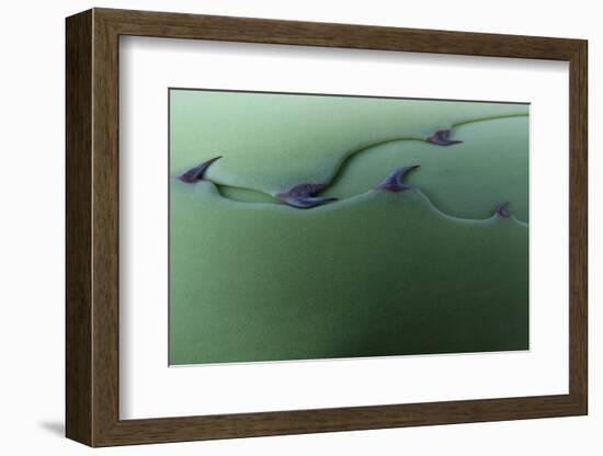 Cactus Leaf Pattern-Emily Goodwin-Framed Photographic Print