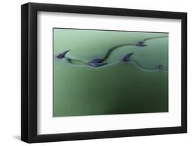 Cactus Leaf Pattern-Emily Goodwin-Framed Photographic Print