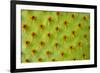 Cactus Macro-photoloni-Framed Photographic Print