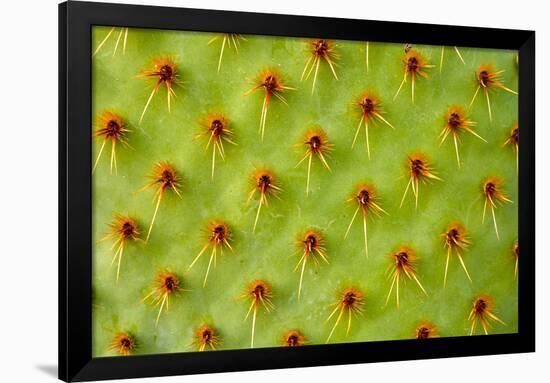 Cactus Macro-photoloni-Framed Photographic Print