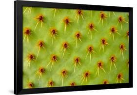 Cactus Macro-photoloni-Framed Photographic Print