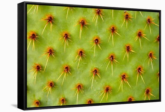 Cactus Macro-photoloni-Framed Stretched Canvas