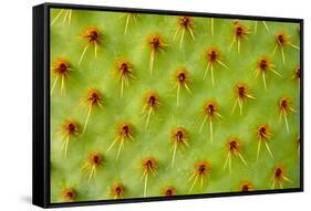 Cactus Macro-photoloni-Framed Stretched Canvas