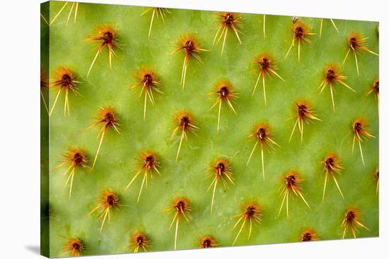 Cactus Macro-photoloni-Stretched Canvas