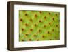 Cactus Macro-photoloni-Framed Photographic Print