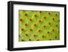 Cactus Macro-photoloni-Framed Photographic Print