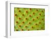 Cactus Macro-photoloni-Framed Photographic Print