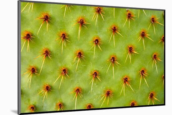 Cactus Macro-photoloni-Mounted Photographic Print