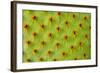 Cactus Macro-photoloni-Framed Photographic Print