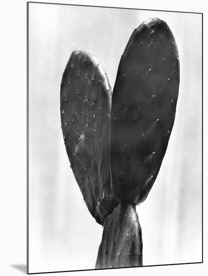 Cactus, Mexico City, 1925-Tina Modotti-Mounted Giclee Print