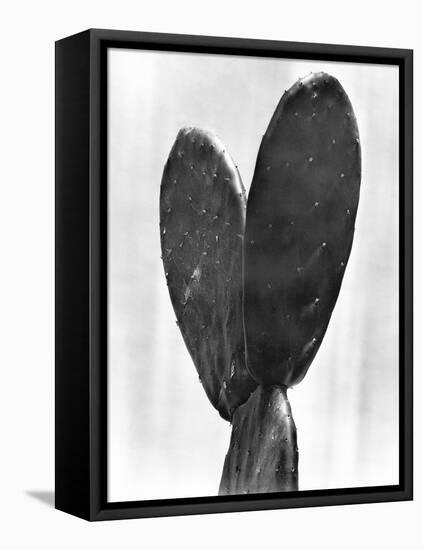 Cactus, Mexico City, 1925-Tina Modotti-Framed Stretched Canvas