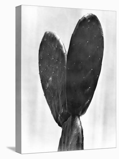 Cactus, Mexico City, 1925-Tina Modotti-Stretched Canvas