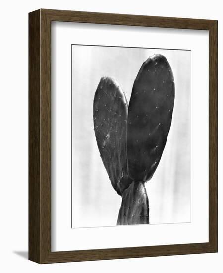 Cactus, Mexico City, 1925-Tina Modotti-Framed Premium Giclee Print