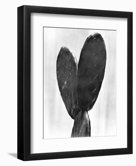 Cactus, Mexico City, 1925-Tina Modotti-Framed Premium Giclee Print