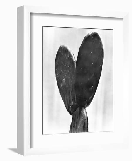 Cactus, Mexico City, 1925-Tina Modotti-Framed Premium Giclee Print