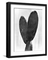 Cactus, Mexico City, 1925-Tina Modotti-Framed Giclee Print