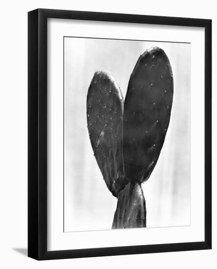 Cactus, Mexico City, 1925-Tina Modotti-Framed Giclee Print