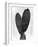 Cactus, Mexico City, 1925-Tina Modotti-Framed Giclee Print