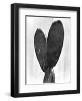 Cactus, Mexico City, 1925-Tina Modotti-Framed Giclee Print