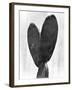 Cactus, Mexico City, 1925-Tina Modotti-Framed Giclee Print