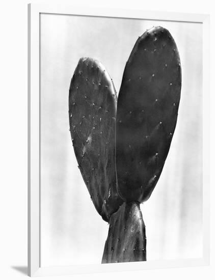 Cactus, Mexico City, 1925-Tina Modotti-Framed Premium Giclee Print